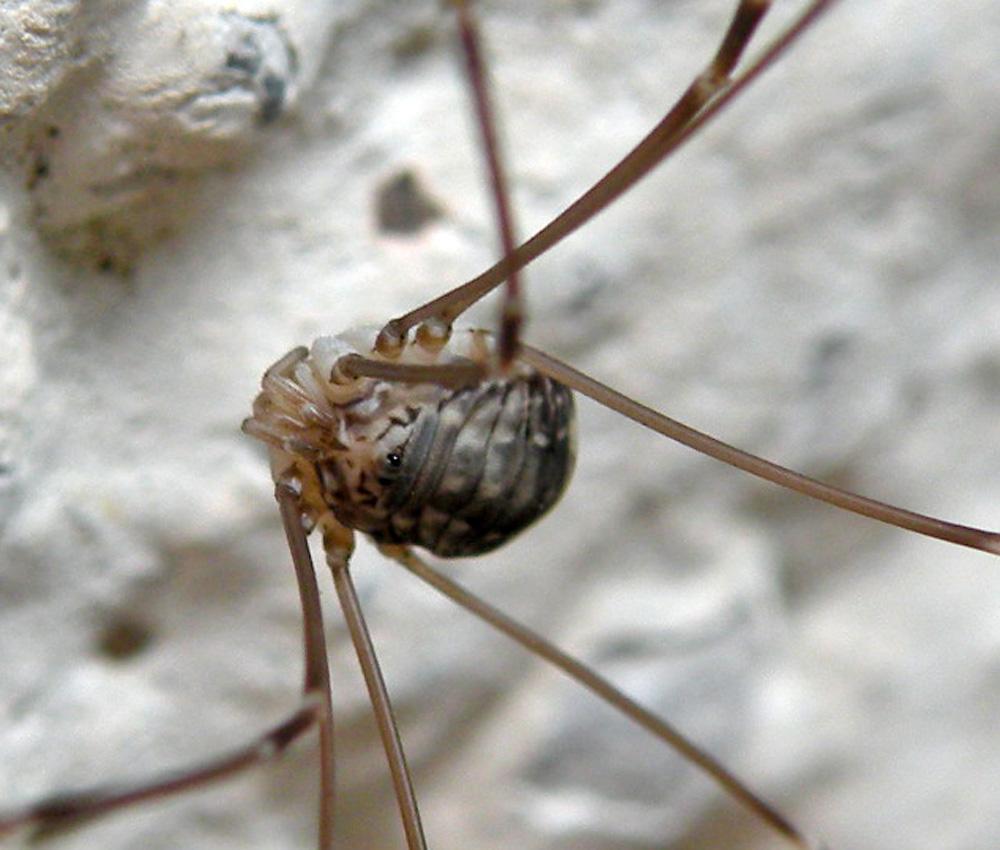 Dalle Dolomiti del Brenta: Leiobunum sp.